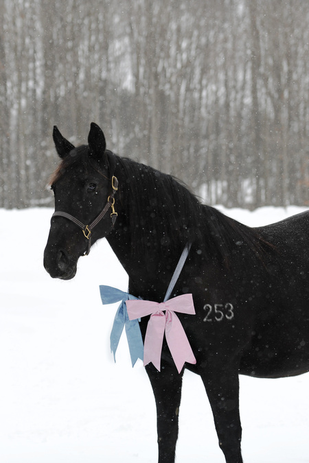 Entry image for Daisy Rakan. Clicking this image will show a larger photo