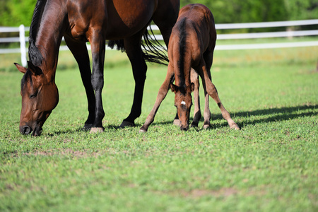 Entry image for Daisy Rakan. Clicking this image will show a larger photo