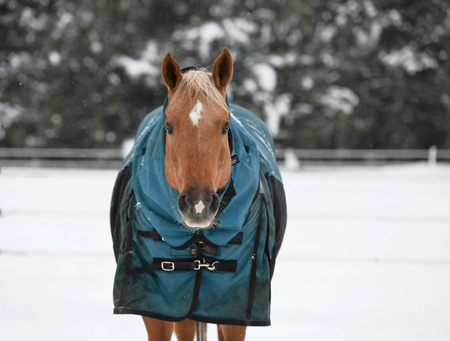 Entry image for Daisy Rakan. Clicking this image will show a larger photo