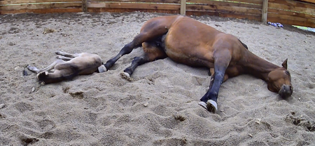 Entry image for Addy Storts. Clicking this image will show a larger photo