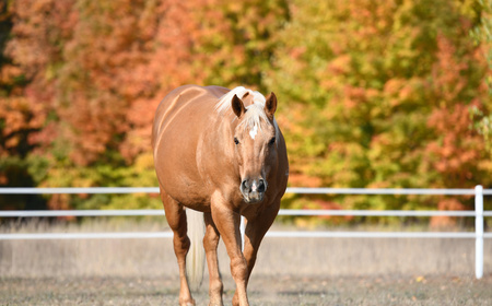 Entry image for Daisy Rakan. Clicking this image will show a larger photo