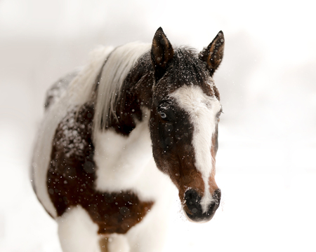 Entry image for Corrin Hupp. Clicking this image will show a larger photo