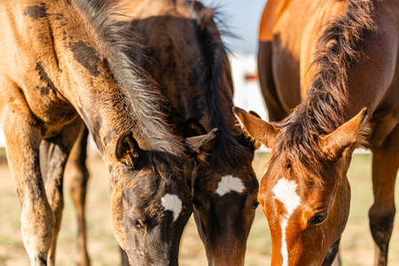 Entry image for Corrin Hupp. Clicking this image will show a larger photo