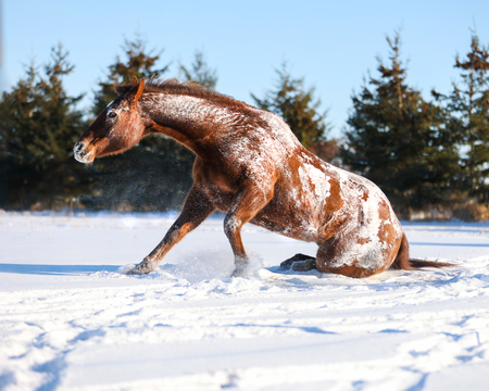 Entry image for Kayla Bloede. Clicking this image will show a larger photo