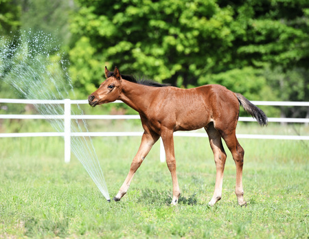 Entry image for Daisy Rakan. Clicking this image will show a larger photo