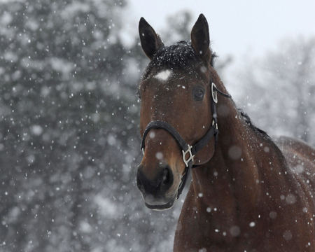 Entry image for Jessica Hein. Clicking this image will show a larger photo