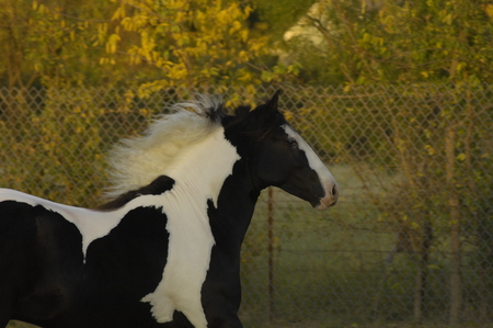 Entry image for Jessica Hein. Clicking this image will show a larger photo