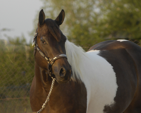 Entry image for Jessica Hein. Clicking this image will show a larger photo