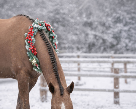 Entry image for Daisy Rakan. Clicking this image will show a larger photo