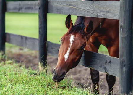 Entry image for Avid Photography - Anna Ingram. Clicking this image will show a larger photo