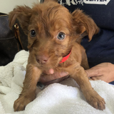 Entry image for Cera