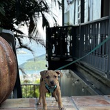 Entry image for Bodhi