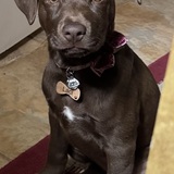 Entry image for Laci