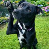 Entry image for Nova