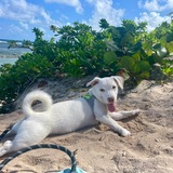 Entry image for Chowder