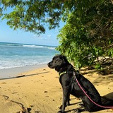 Entry image for Anna Banana