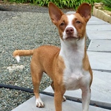 Entry image for Cocoa 