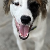 Entry image for Sailor 