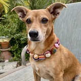 Entry image for Zingiber 