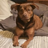 Entry image for MUFASA