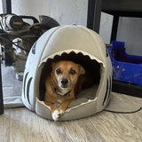 Entry image for Ryder