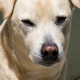 Entry image for Buddy