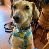 Entry image for Turtle 