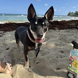 Entry image for Ravioli 