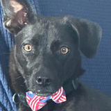 Entry image for Handsome Dan