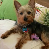 Entry image for Zuma