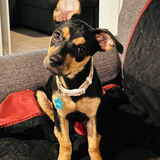 Entry image for Mia Maxine Olivine Tini Elizabeth (AKA: Mia)