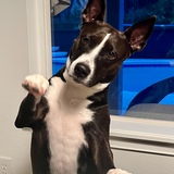 Entry image for Luna