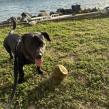 Entry image for Rocket 