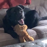 Entry image for Maverick