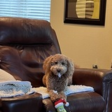 Entry image for Coco