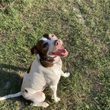 Entry image for Quail