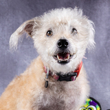 Entry image for Lucy