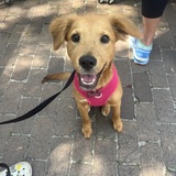 Entry image for Penny Lane