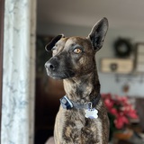 Entry image for Ollie