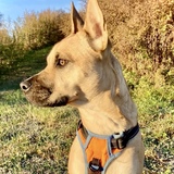 Entry image for Bindi