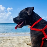 Entry image for Spruce