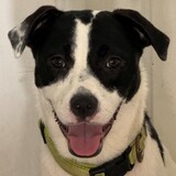 Entry image for Bandit