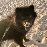 Entry image for Charlie