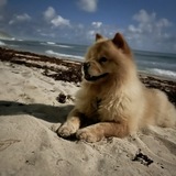 Entry image for Marley