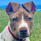 Entry image for Charlie