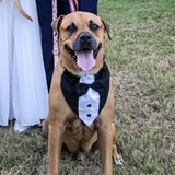 Entry image for Ovechkin Irma (Ovi)