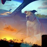 Entry image for Beja