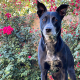 Entry image for Kona