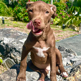 Entry image for Harley