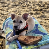 Entry image for Pecan Sandy